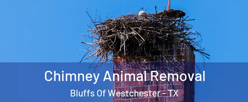 Chimney Animal Removal Bluffs Of Westchester - TX