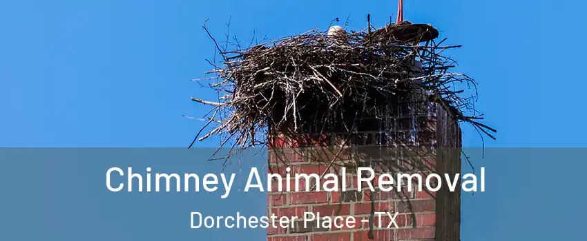 Chimney Animal Removal Dorchester Place - TX