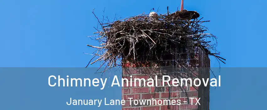 Chimney Animal Removal January Lane Townhomes - TX