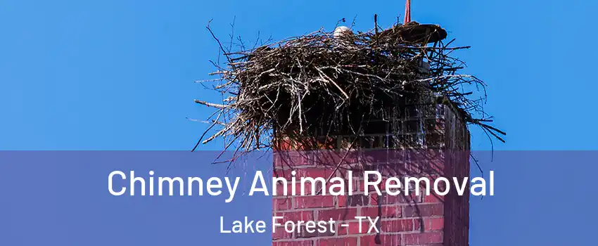 Chimney Animal Removal Lake Forest - TX