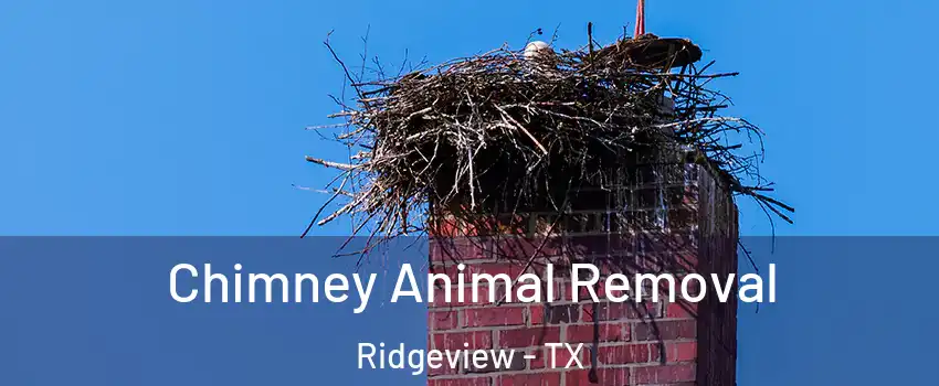 Chimney Animal Removal Ridgeview - TX