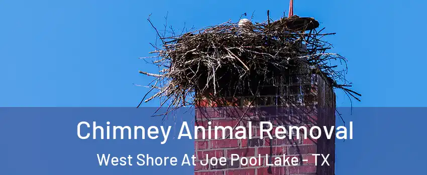 Chimney Animal Removal West Shore At Joe Pool Lake - TX