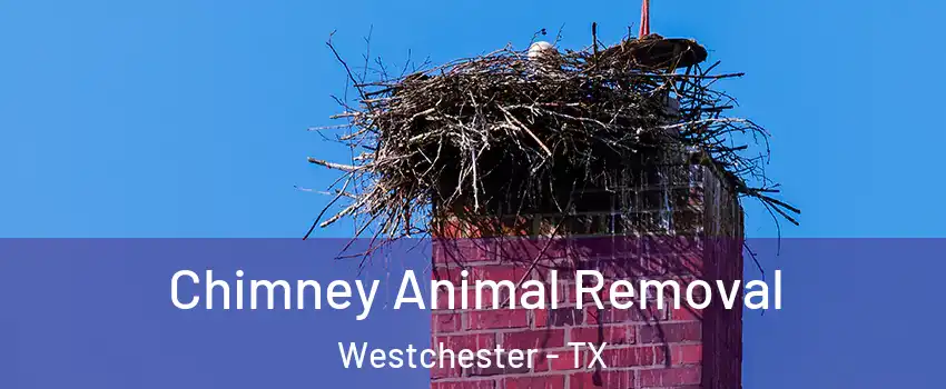 Chimney Animal Removal Westchester - TX